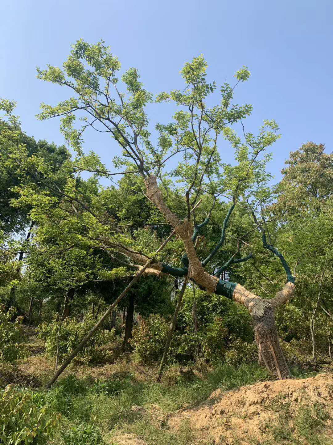 异型朴树35公分奇形朴树25公分朴树18cm异形朴树35公分