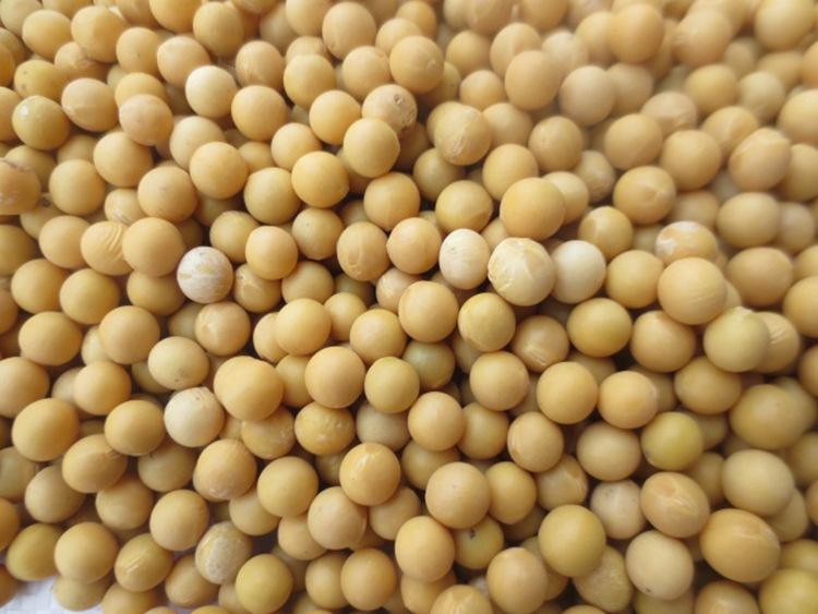 河南本地黄豆农家自种椭圆形老品种黄豆做豆腐豆浆 500g