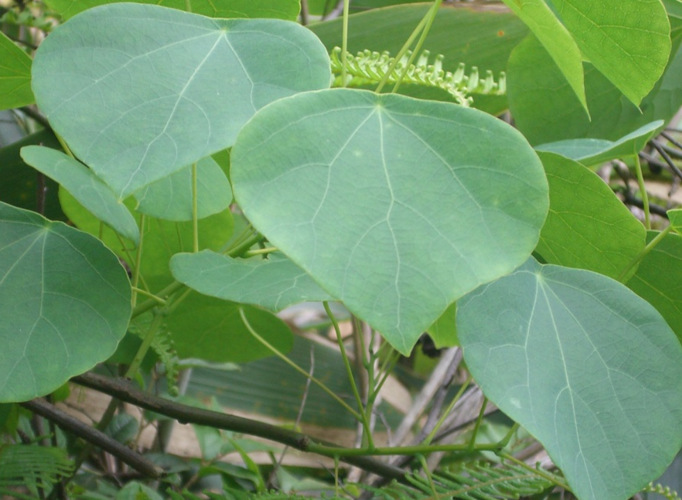 防己提取物/汉防己粉/1kg起售/现货供应/厂家直销/汉防己提取物