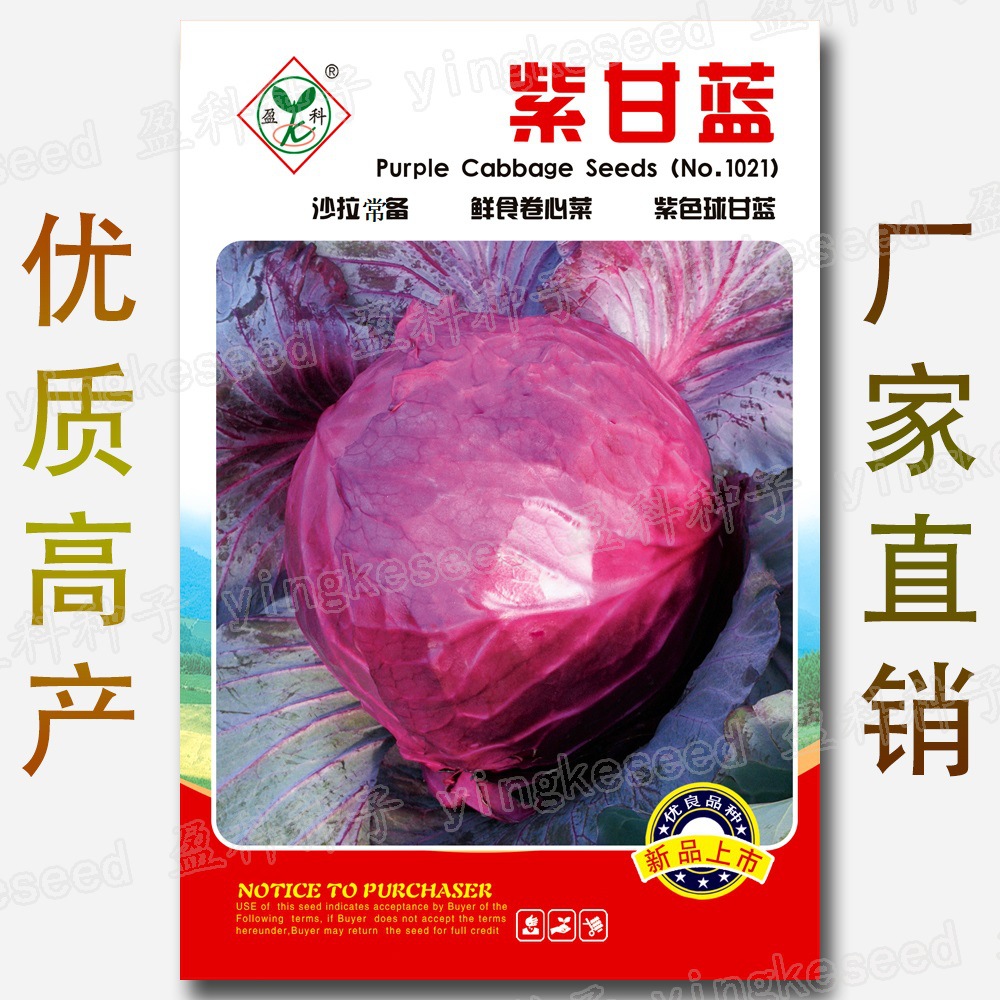 紫甘蓝种子