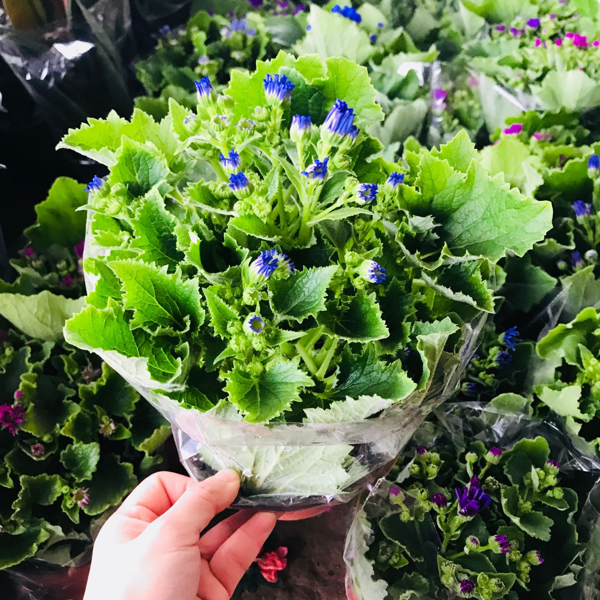 批发销售室内阳台庭院绿植盆栽 瓜叶菊盆栽多色耐寒观花绿植花卉