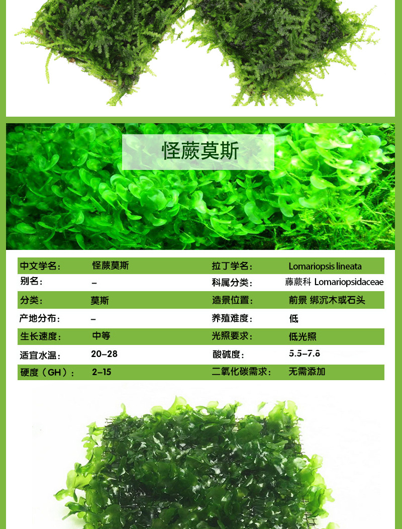 莫斯 珊瑚 大三角 水晶 莫斯树淡水植物草缸造景网片真水草批发