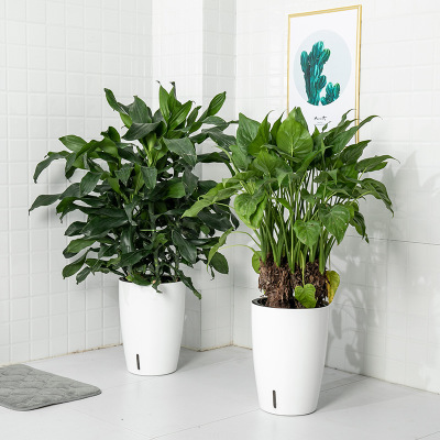 塑料花盆圆形白色阳台园艺大号水培花盆家庭商场酒店绿化花盆
