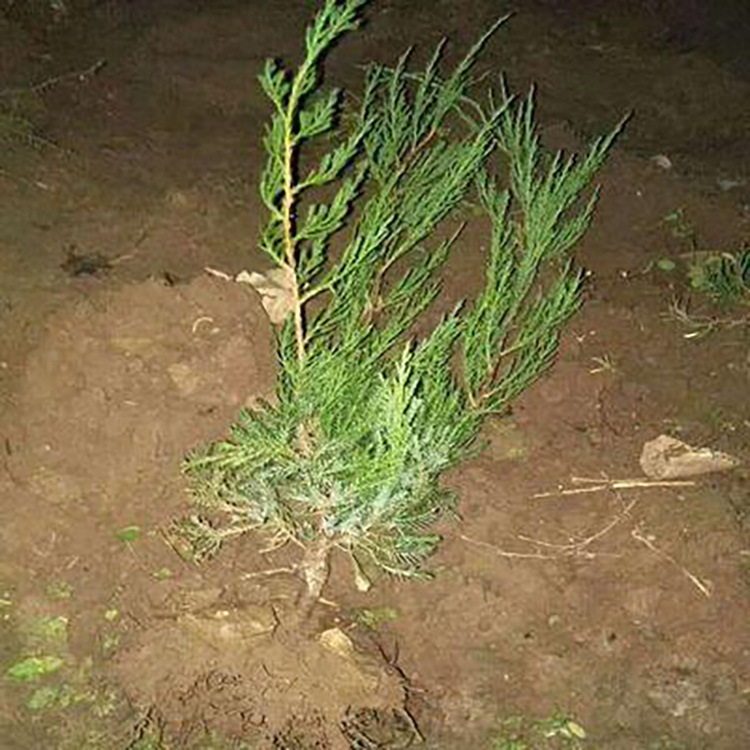 根系发达 3.5米龙柏 山东种植 龙柏树图片