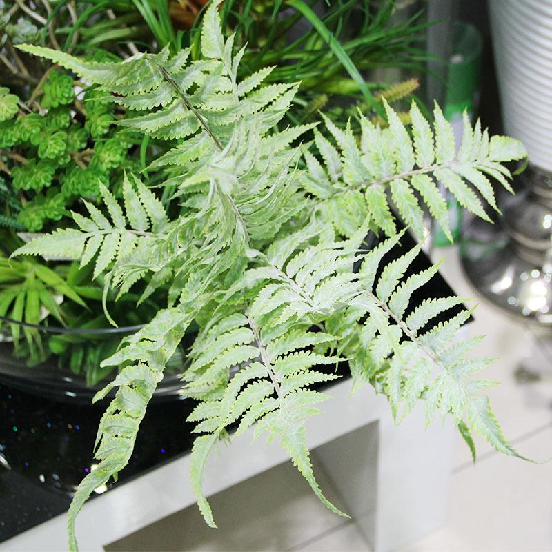 新品上市羊齿蕨植物墙配材仿真蕨草工程绿景装饰波斯蕨白绿色批发