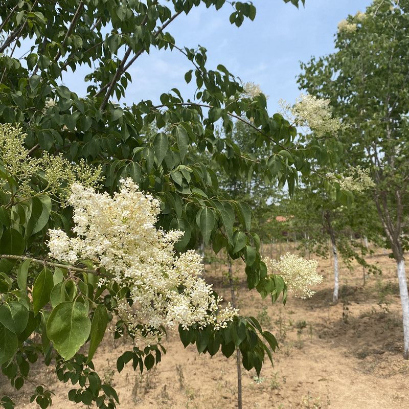 绿化苗木 暴马丁香 独杆丁香 白丁香 丛生暴马丁香价格优惠规格全