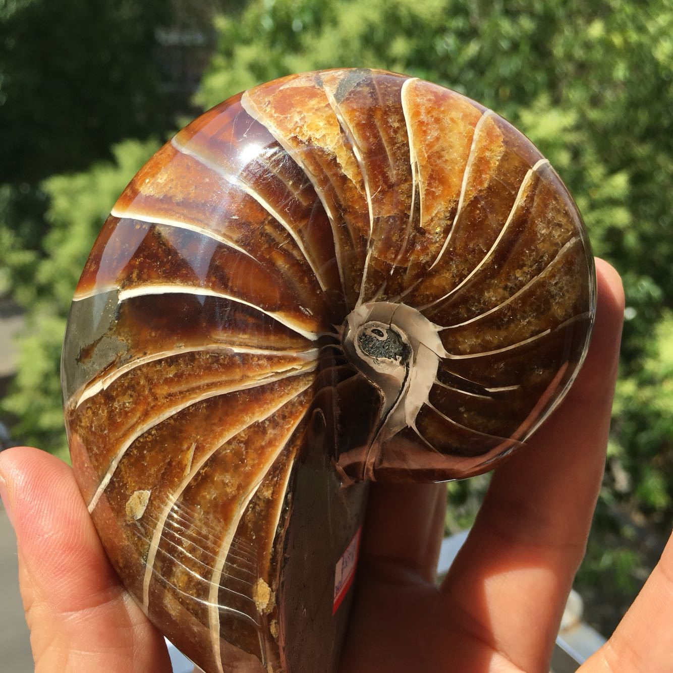 天然古生物鹦鹉螺化石标本螺原石矿物奇石摆件