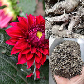 进口大丽花种球-进口大丽花种球批发,促销价格,产地货源 - 阿里巴巴