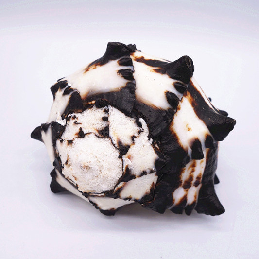 青岛厂家供应海螺贝壳工艺品 美国黑骨螺批发 欢迎询问