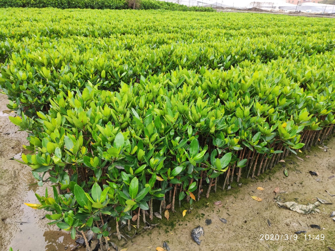 秋茄 规格多样 质量保证红树林盆栽基地直销