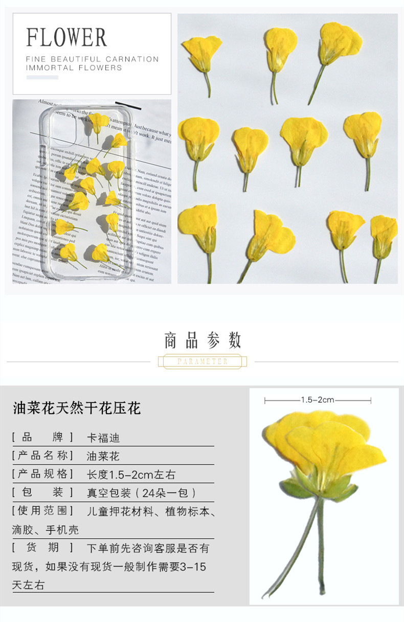油菜花的植物卡片图片