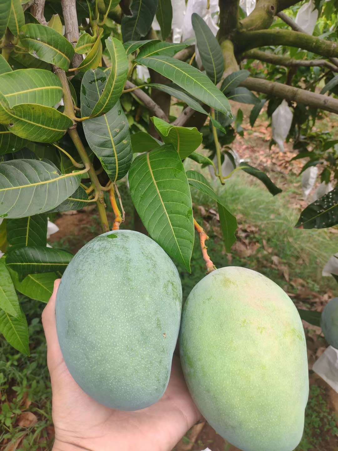 四川攀枝花凯特大芒果水果新鲜带箱10斤包邮当季青芒