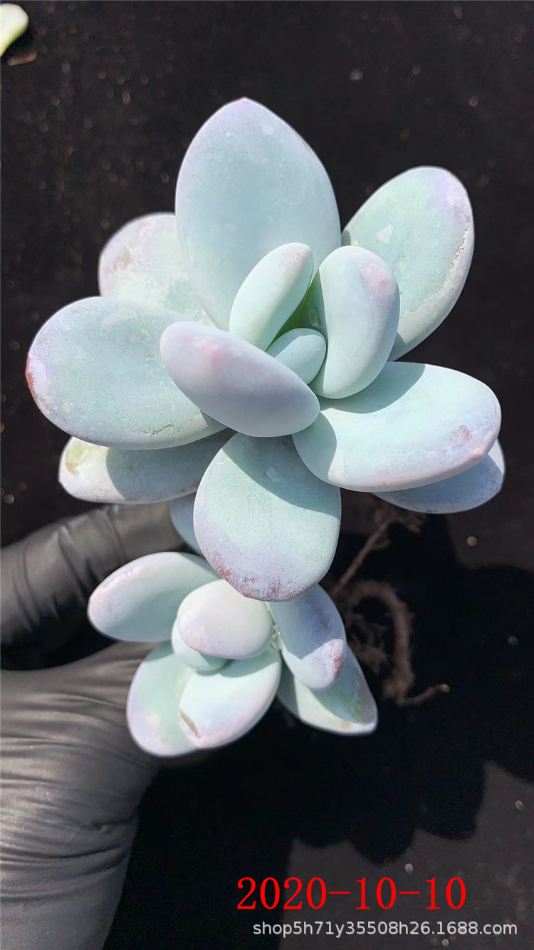 090精品基地批发多肉植物品种 状态雪美人小桩盆6.5cm多肉裸根发