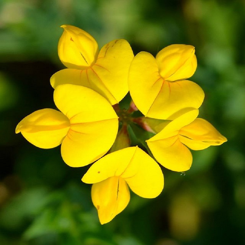 仙人草种子-仙人草种子厂家,品牌,图片,热帖-阿里巴巴