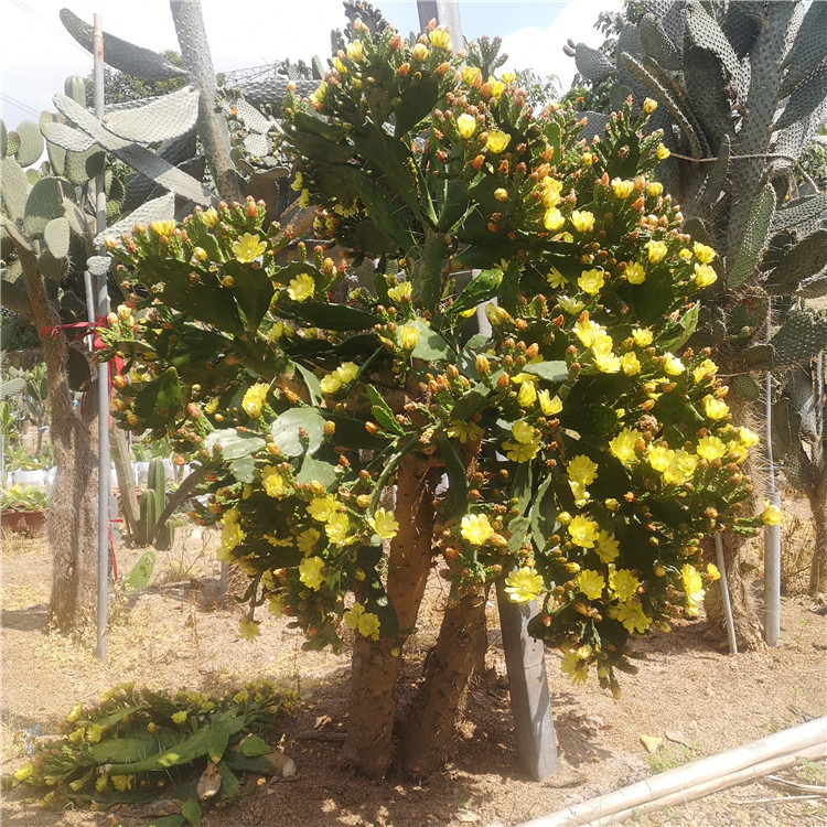 黄花仙人掌单刺团扇 高度2米 仙人掌种植基地直销 产地直销低价