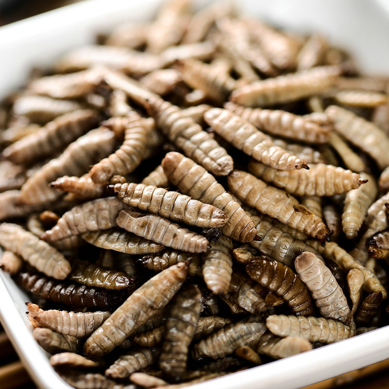 袋装保鲜凤凰虫黑水虻龙鱼增色观赏鱼食保鲜动物宠物饲料饲料批发