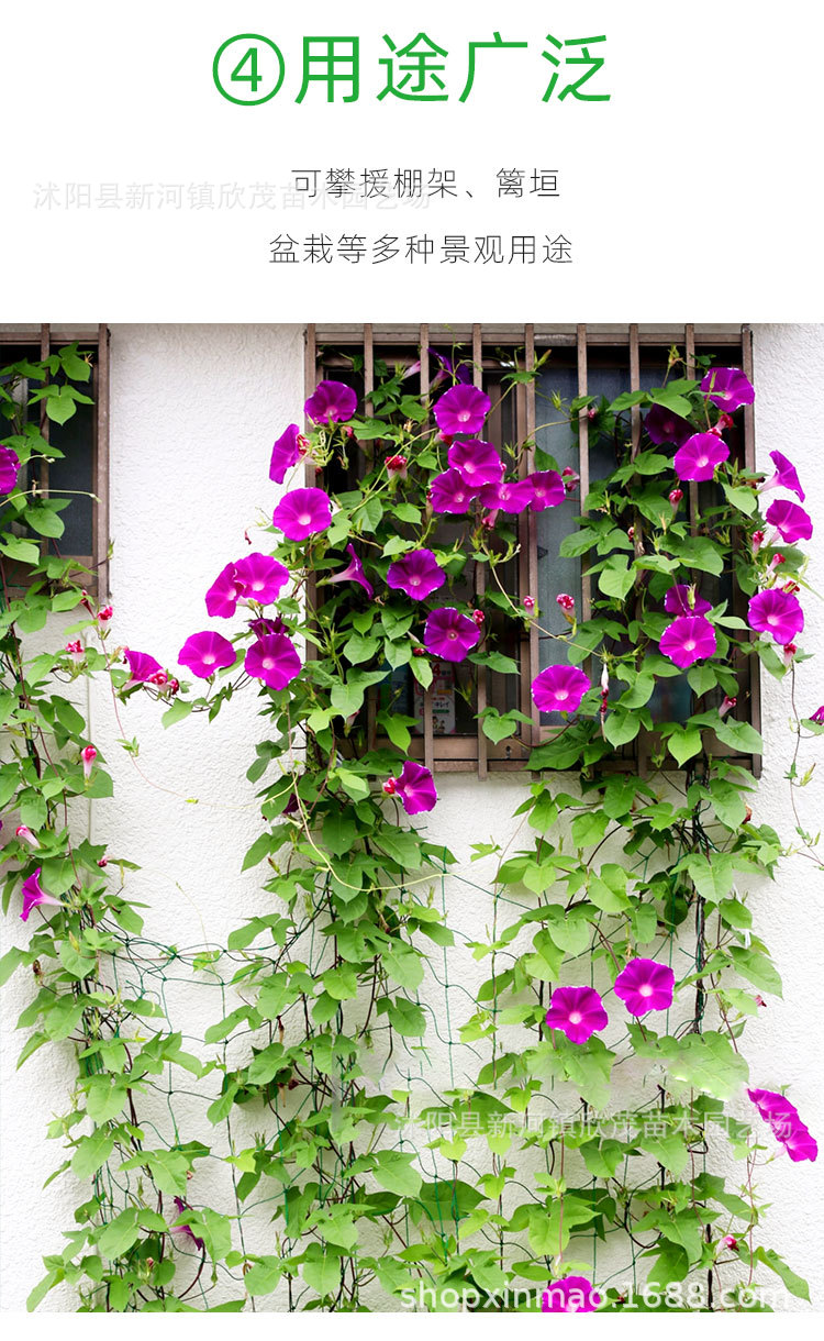 牵牛花种子喇叭花室外爬藤爬墙花卉混色开花盆栽量大优惠包邮