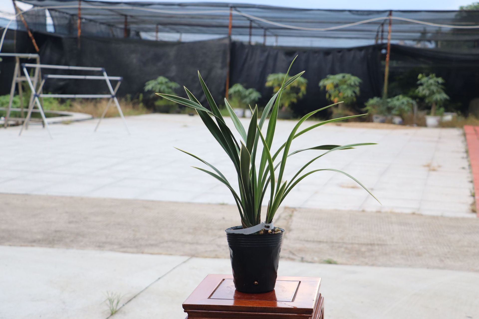 建兰四季兰 富士锦 浓香型兰花苗室内绿植花卉盆栽