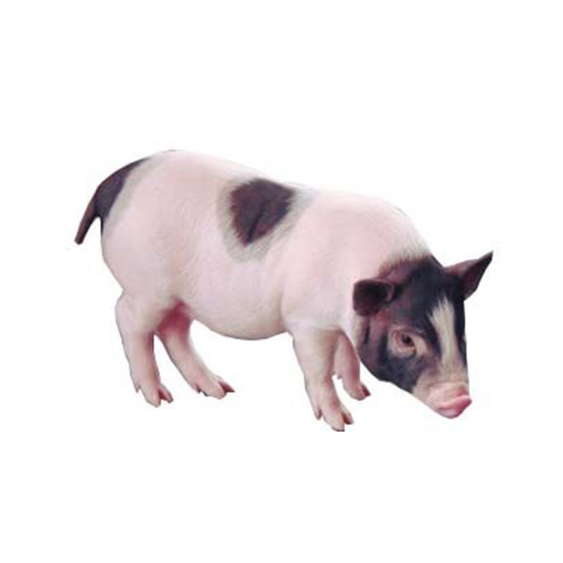 出售巴马香猪藏香猪宠物猪活体幼崽出售种巴马小香猪