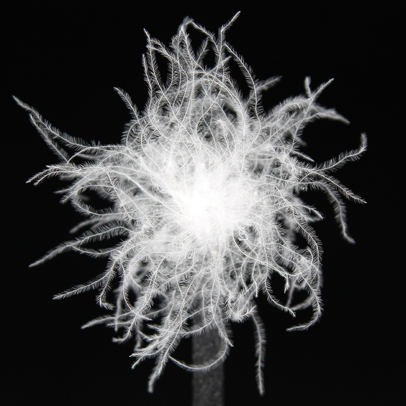 波兰白鹅绒柔软白色大朵绒羽绒服羽绒被填充物原料可水洗