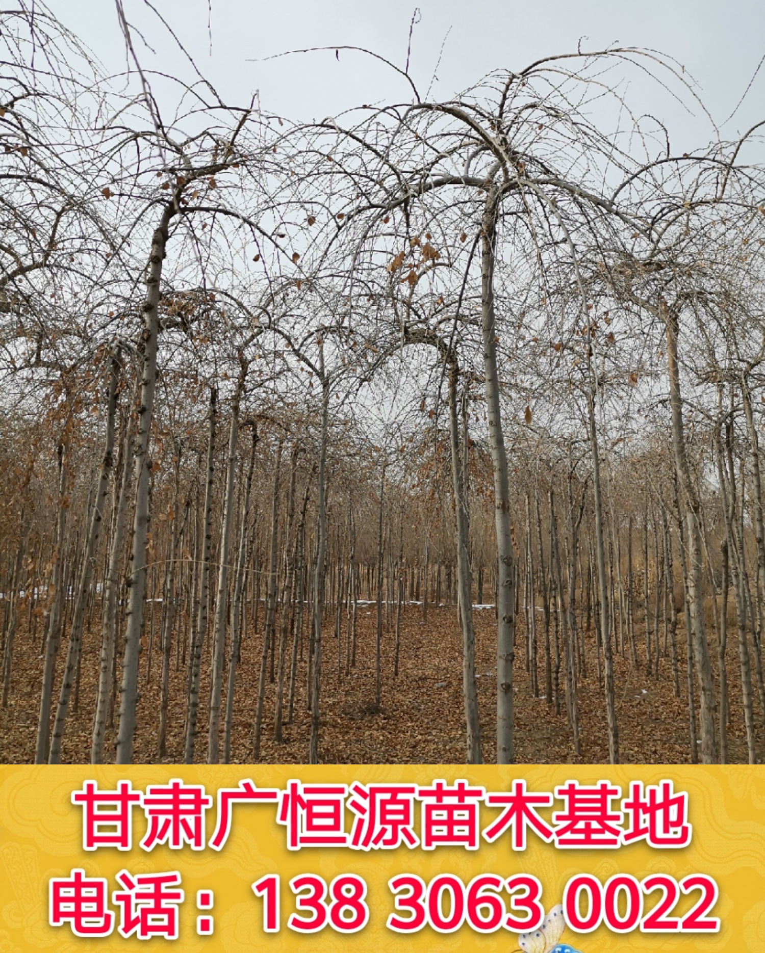 垂榆基地2.2米嫁接1米冠幅垂榆树甘肃榆树基地原产地