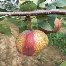 适合南北方种植全红梨梨树苗根系发达现挖现卖全红梨梨树苗价格