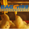 自动平养鸡舍养殖水线肉鸡水线鸡鸭子鹅饮水线供水系统 厂家直销