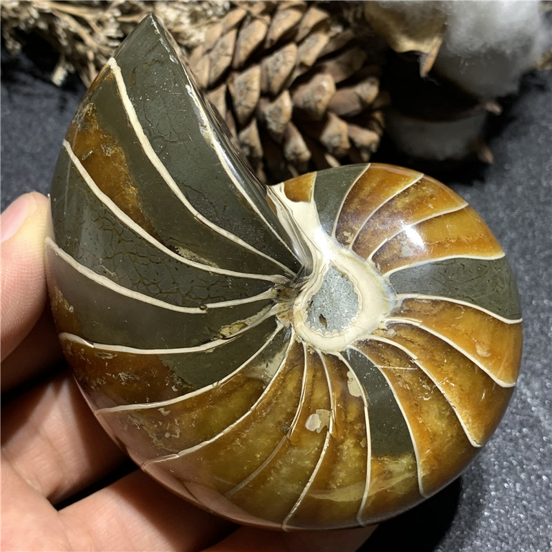 天然马达加斯加鹦鹉螺化石古生物菊花石原石矿物摆件