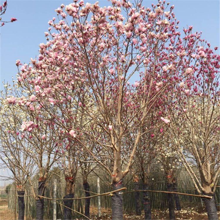 品种多样 二乔玉兰绿化苗 低分枝红花玉兰 供应基地