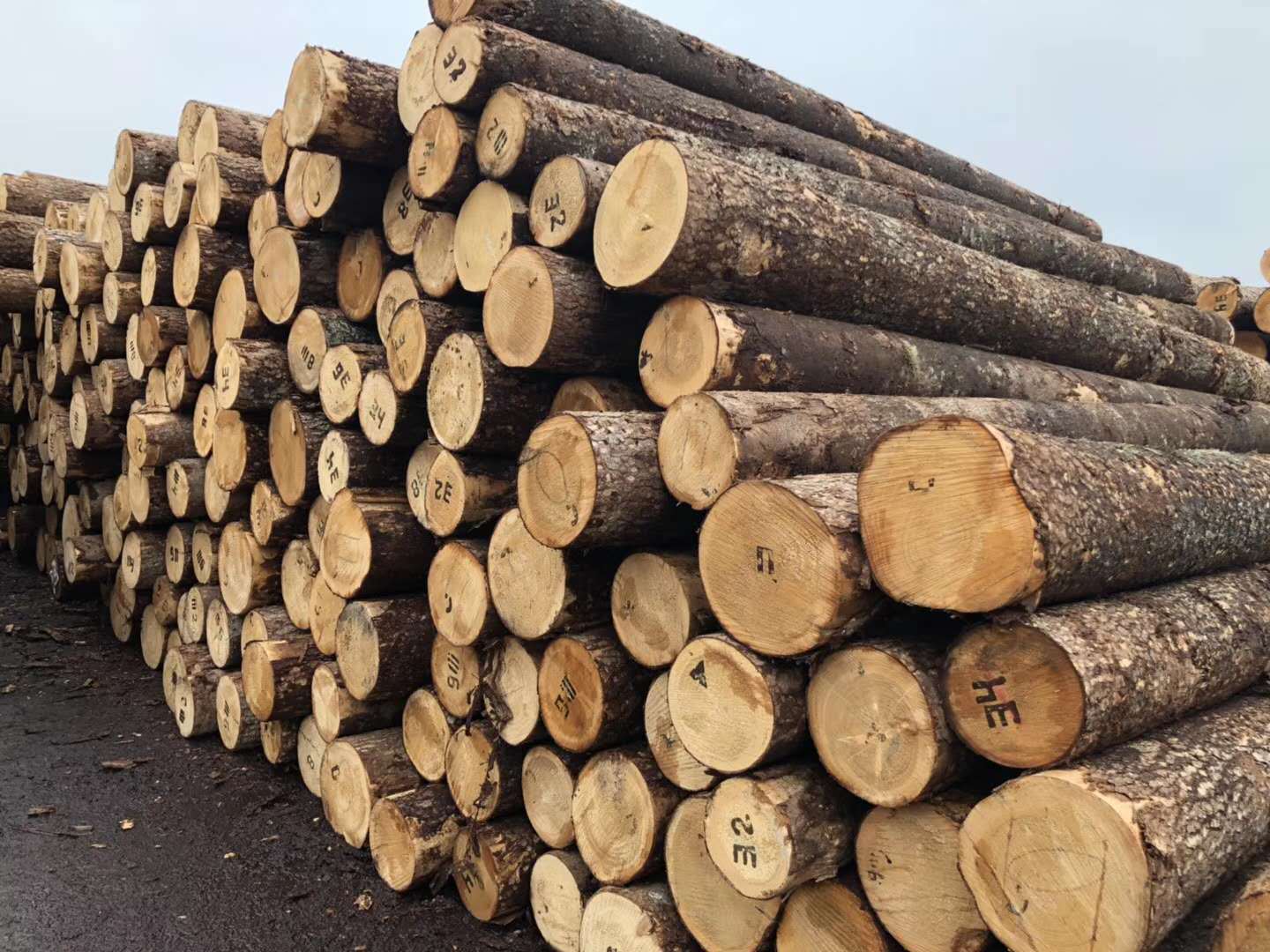 优质白松原木 工地河道打桩原木 松木桩 原木桩 防洪木桩批发