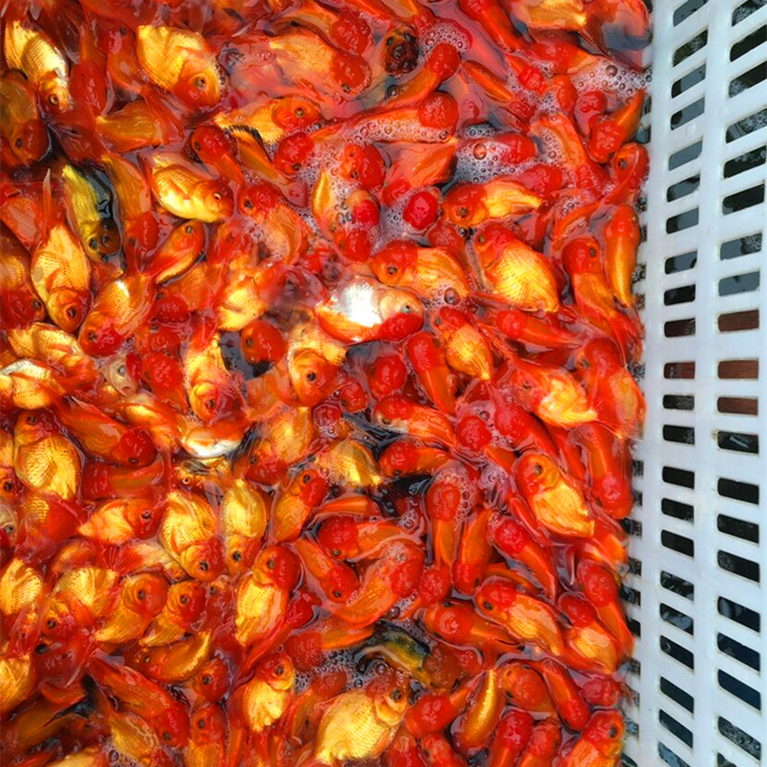 金鱼之乡养殖基地大量批发各类观赏鱼金鱼活体小金鱼冷水鱼批发