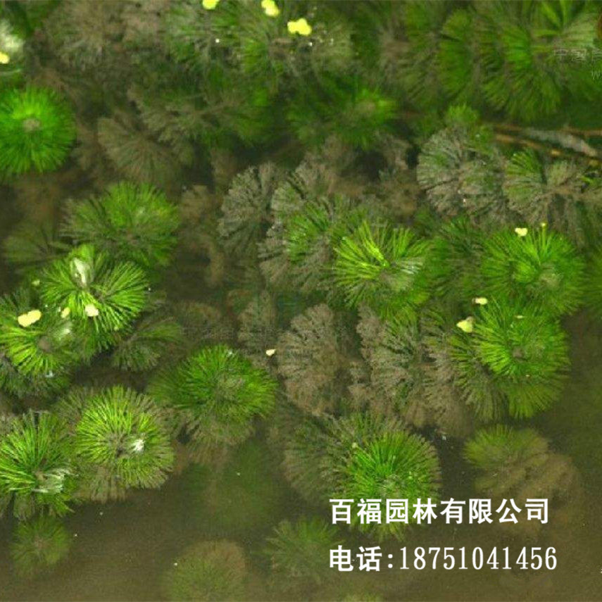 基地直销水盾草 水葵 多年生沉水植物 水族馆观赏植物