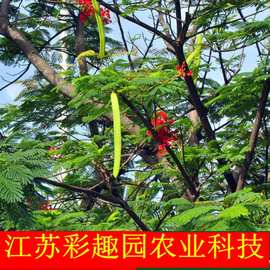 造刺树种子大皂角 造刺树苗 带刺篱笆植物 围墙防护墙果园防护栏