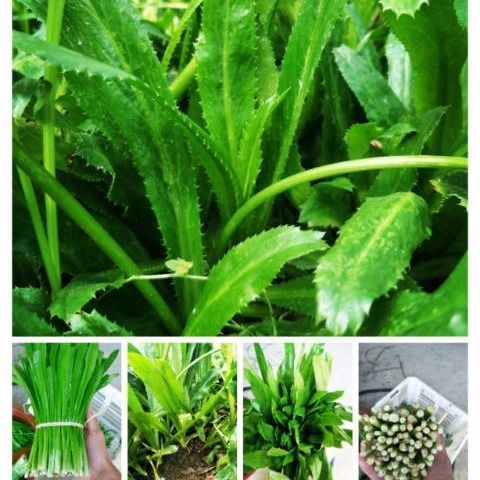 4斤包邮 云南大香菜新鲜老缅芫荽云南傣族产香料大香菜大芫茜