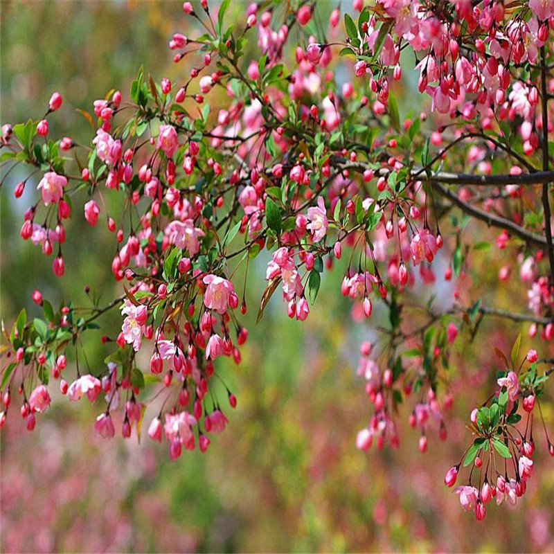 西府海棠垂丝海棠北美海棠花盆栽地栽庭院种植四季名贵海棠花树苗