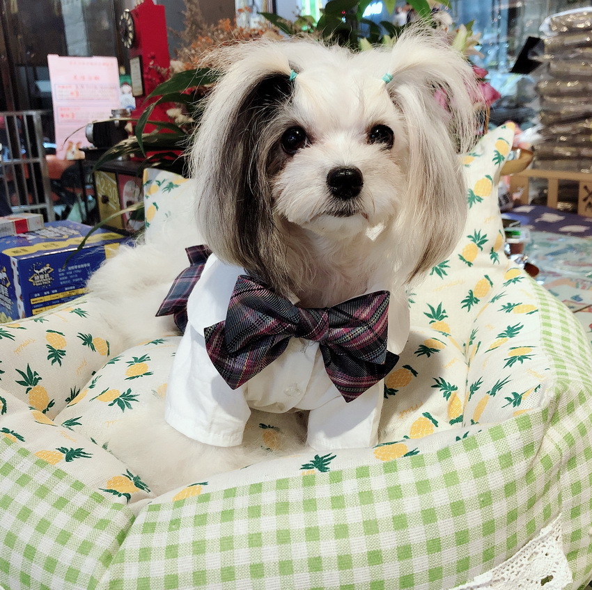 跨境宠物jk制服百褶裙狗狗猫咪衣服雪纳瑞泰迪温柔一刀电竞少女