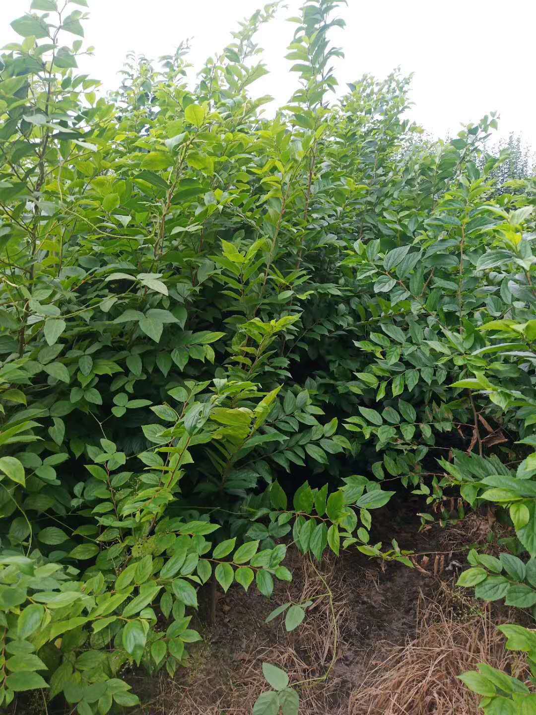 朴树举树朴树高60公分120公分朴树朴树5cm朴树10cm朴树15cm