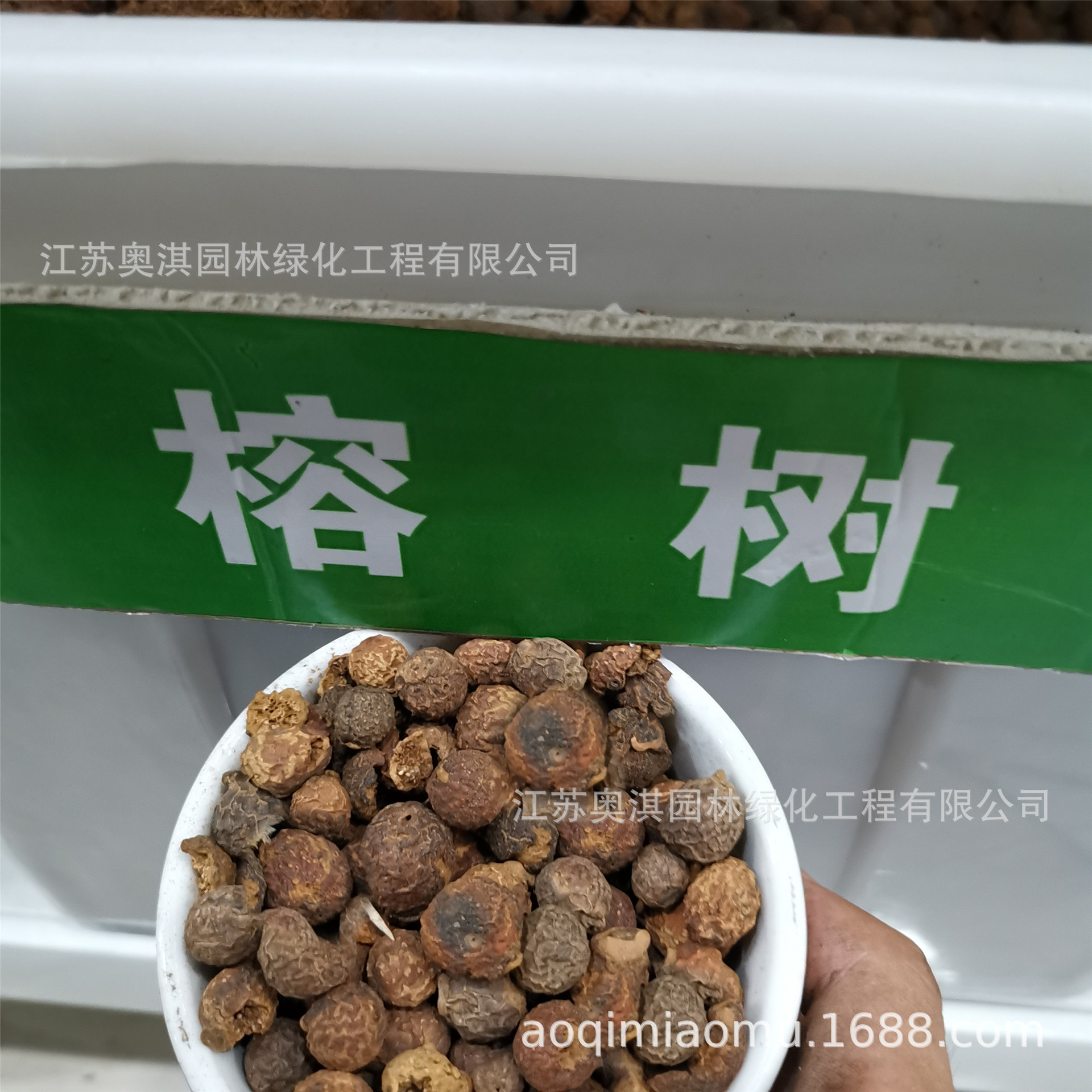 榕树种子大叶小叶榕树垂叶榕高山榕人参榕树种子量大优惠货到付款