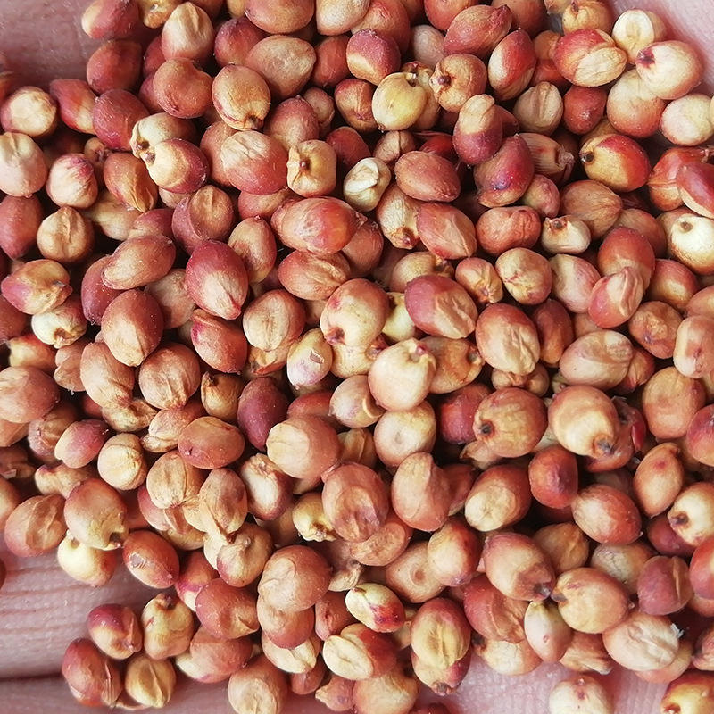 100斤/袋酿酒酿醋原料红高粱 信鸽子饲料红高粱 脱壳高粱产地直销