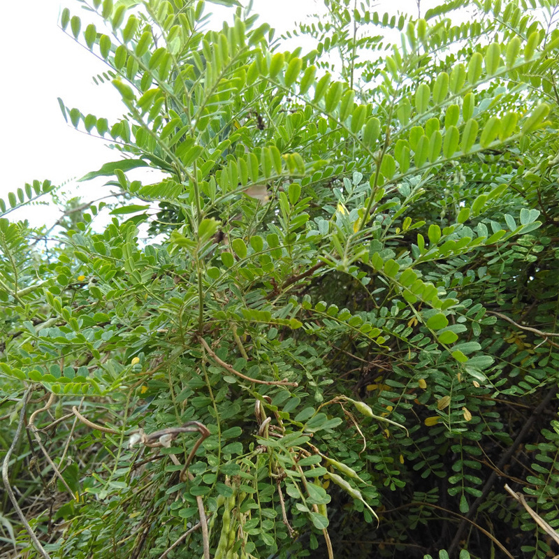 苦刺种子白刺花种子当年8月新种量大优惠