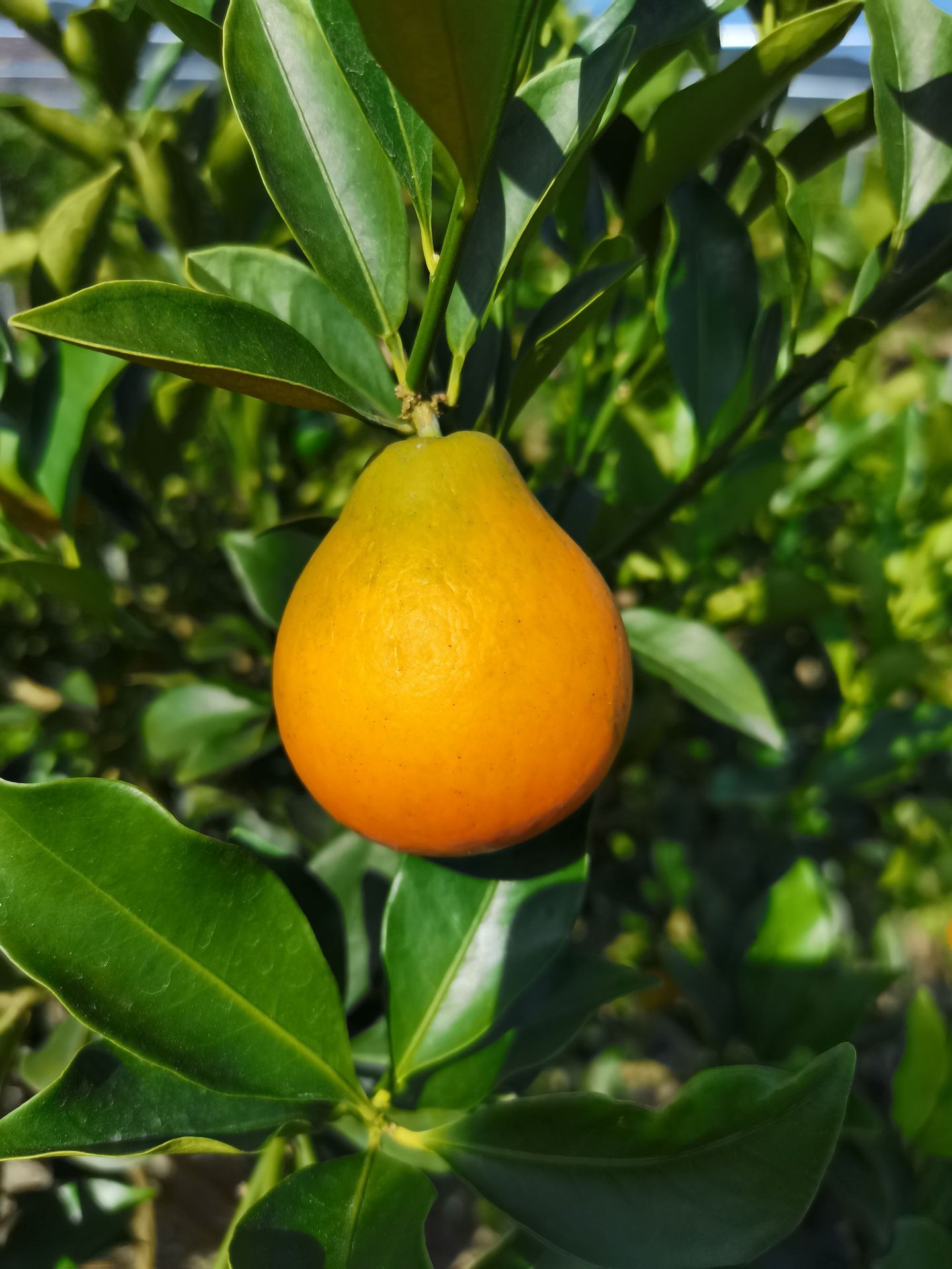 广西特产融安脆皮金桔 滑皮金桔现摘现发绿色新鲜水果原产地批发