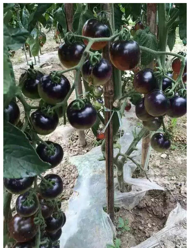 四季黑西红柿种苗种籽黑骑士樱桃黑番茄种子盆栽水果春季蔬菜种孑