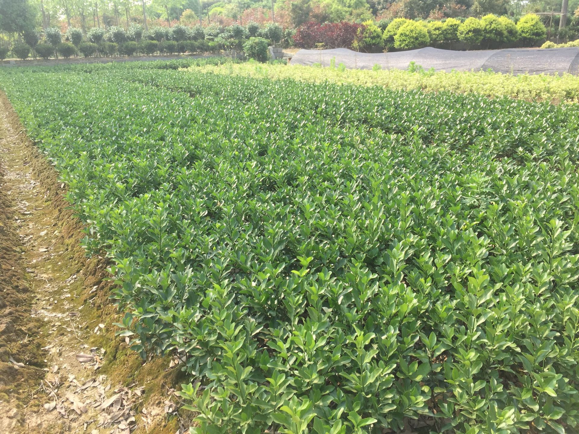 大叶黄杨冬青苗地苗杯苗小毛球地被苗灌木绿篱实地拍摄物美价廉