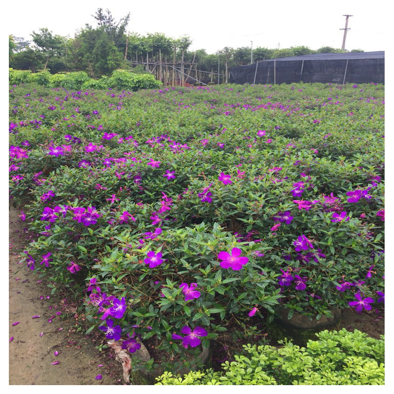 球形槙物球形巴西野牡丹球蓝稔花球巴西紫牡丹花球四季开花