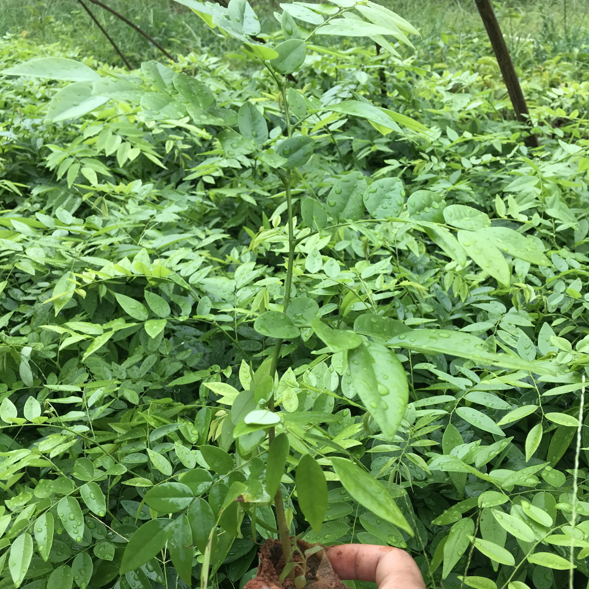 海南黄花梨苗 黄花梨 降香黄檀苗 带杯发货 黄花梨树苗 支持代发