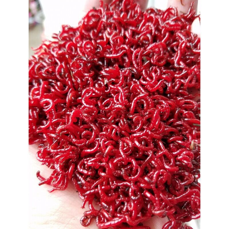 批发 优惠鲜活 钓鱼 红虫 诱饵 蚯蚓 活 鲫鱼 量大包邮包活