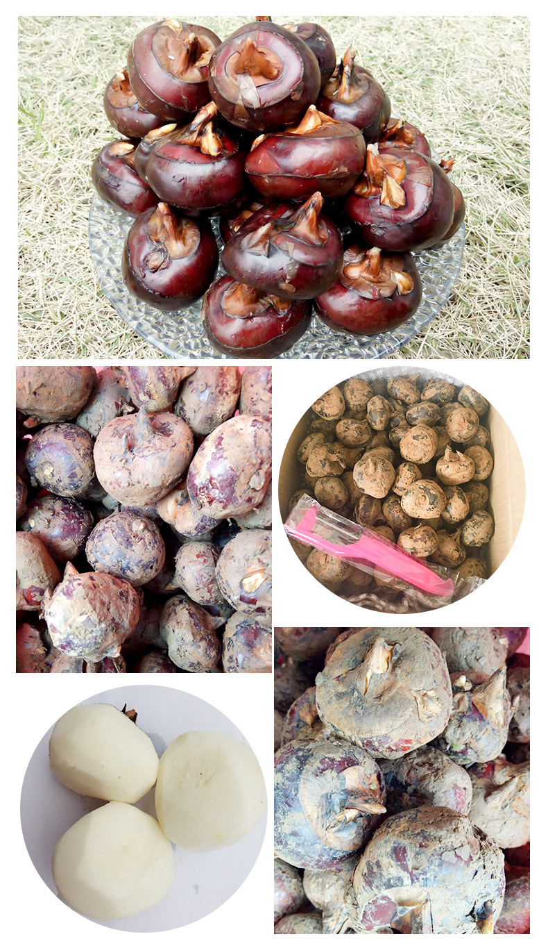 广西荔浦新鲜马蹄荸荠水果蔬菜鲜甜多汁马蹄农家现挖一件代发