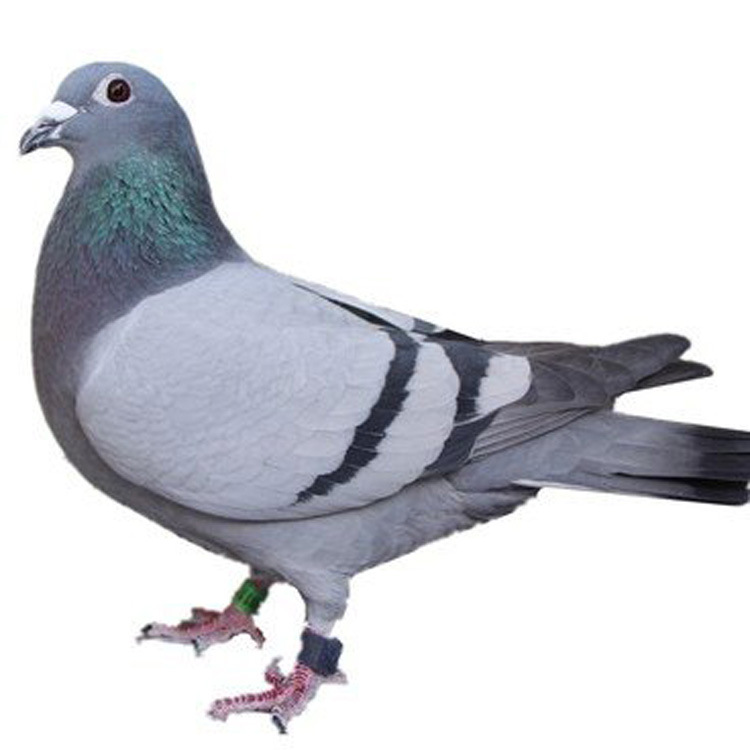 公斤鸽小鸽 公斤鸽行情 元宝鸽价格 公斤鸽价钱 公斤鸽种类