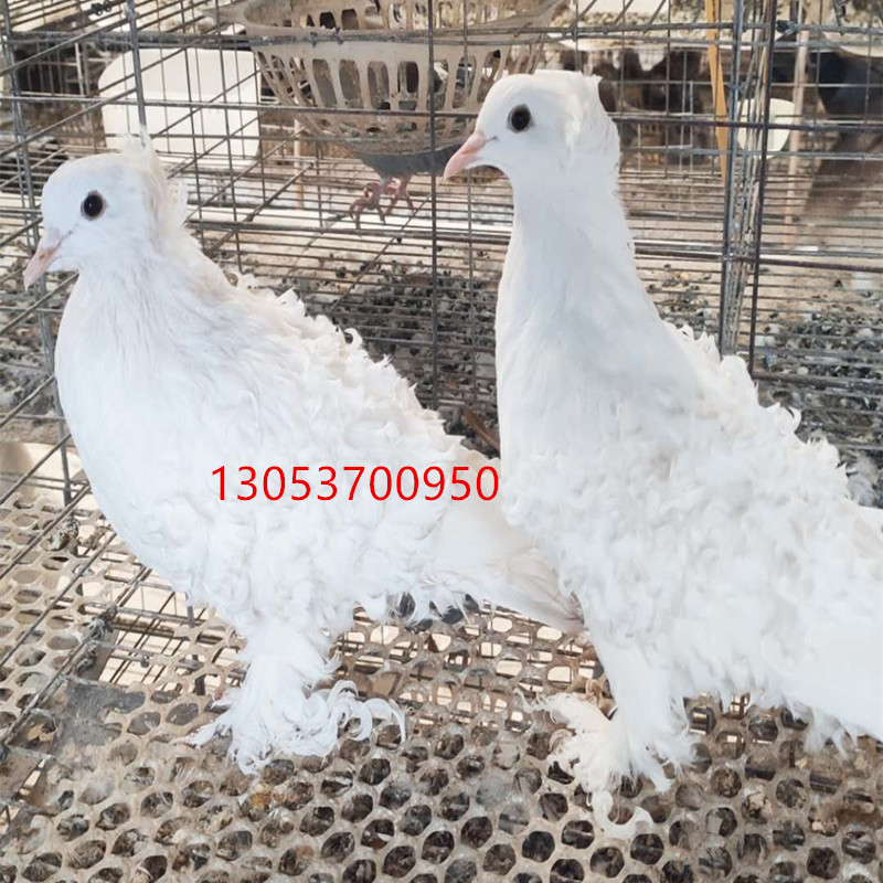 黄芙蓉鸽子图片 芙蓉观赏鸽子一对多少钱?白芙蓉种鸽价格