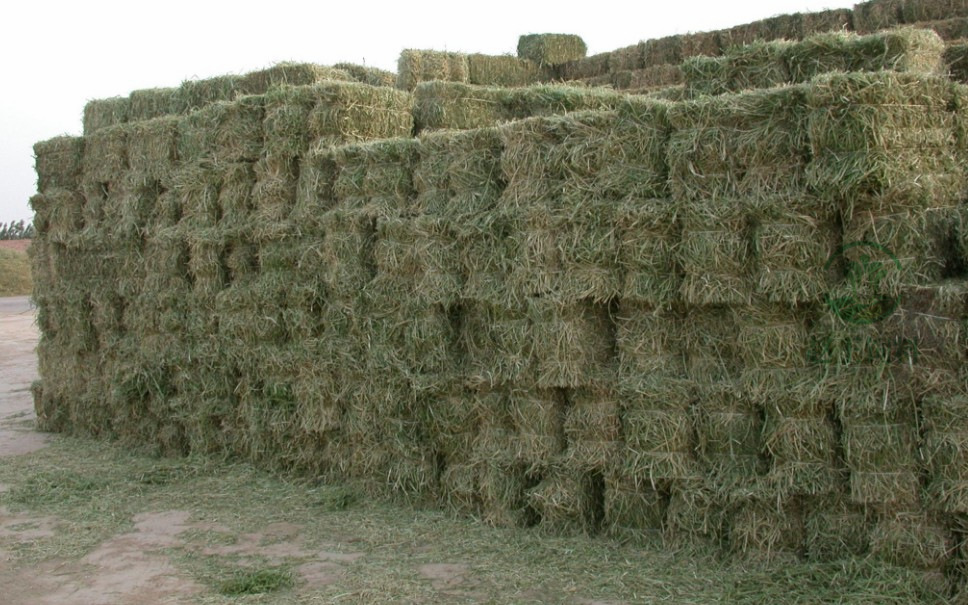 2020新紫花苜蓿草捆 植物饲料苜蓿干草 厂家直销 现货批发